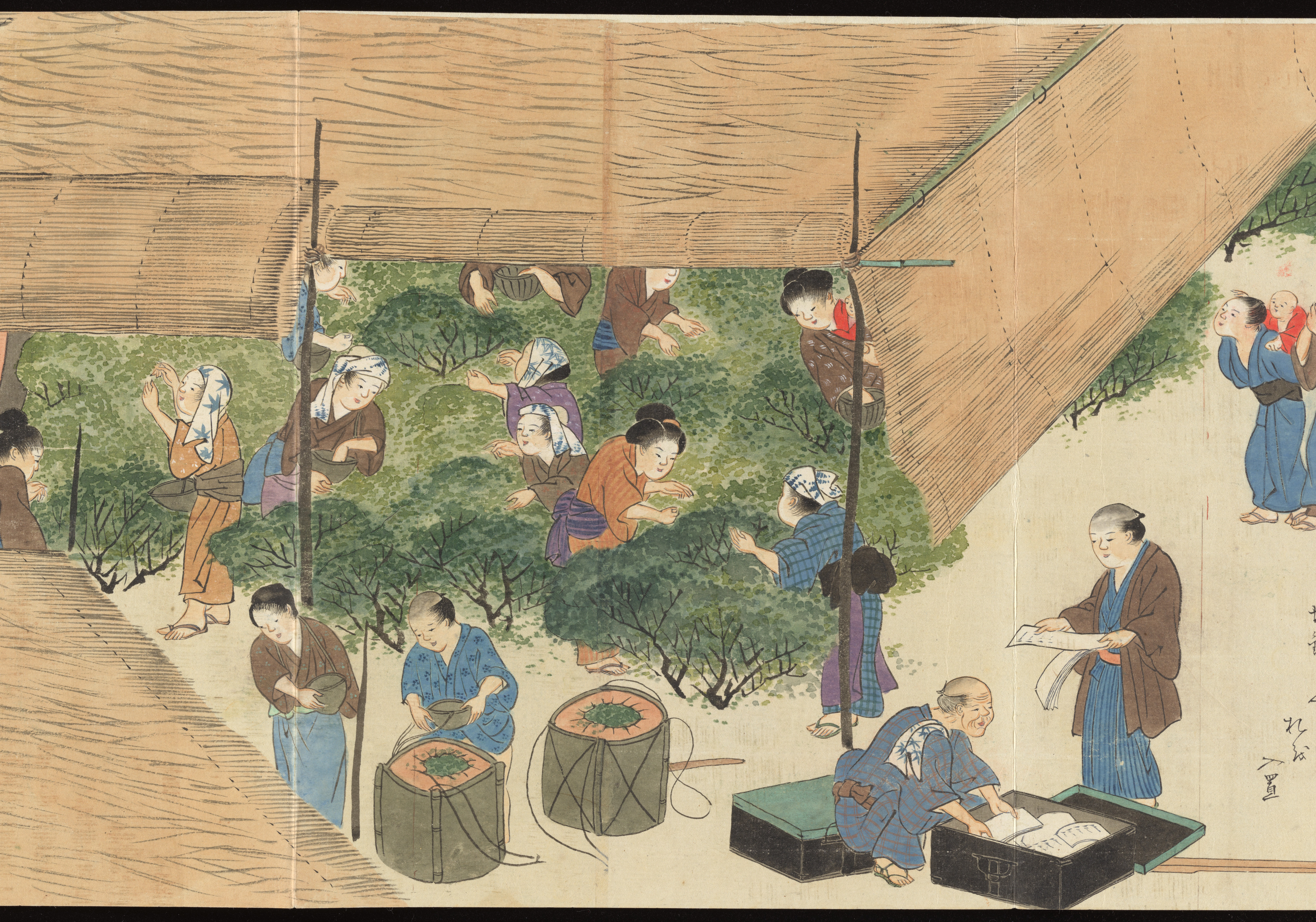 Illustrations of Uji Tea Production 宇治製茶之図（Uji sei-cha no zu）