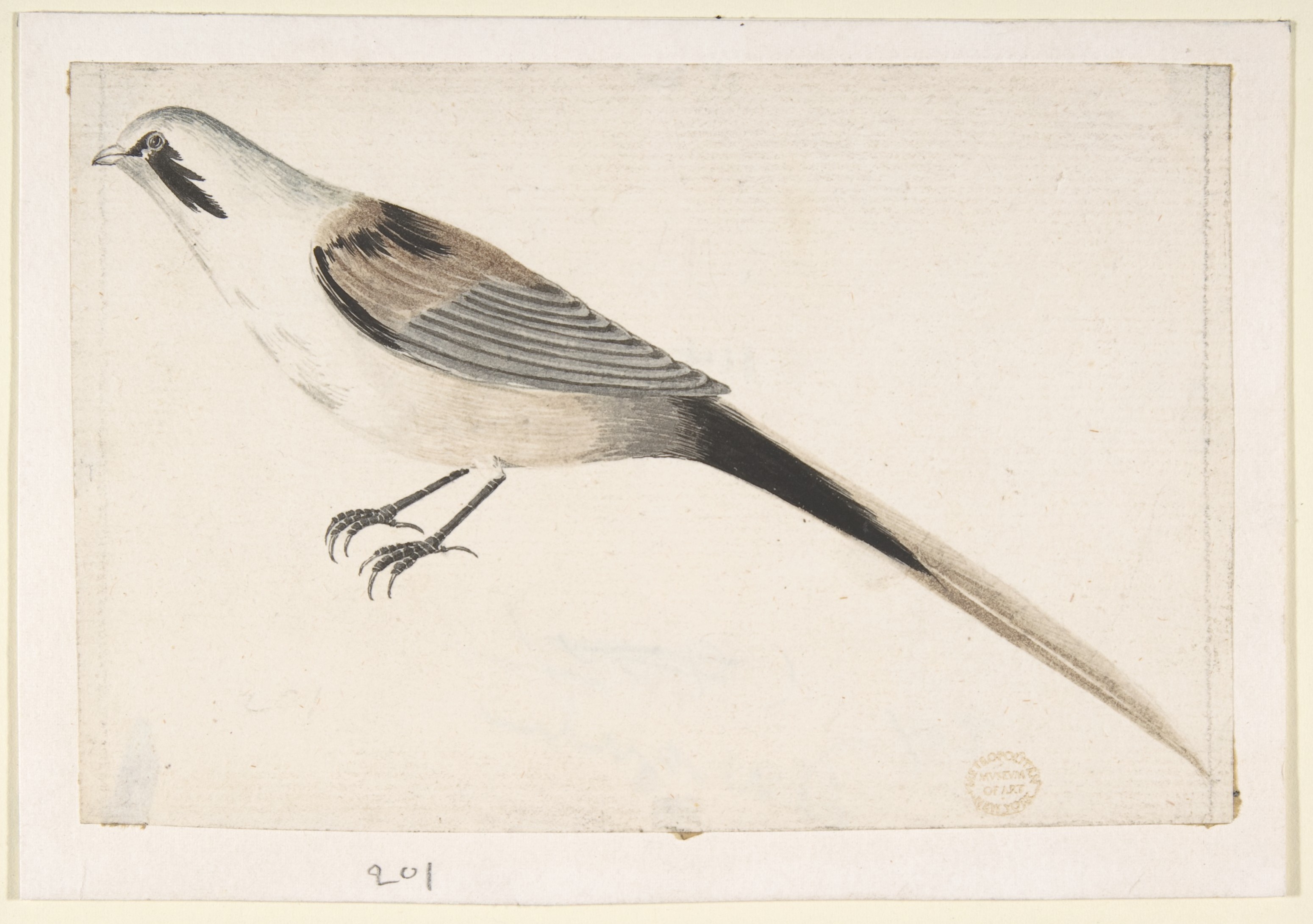 横顔に見えるエナガ鳥