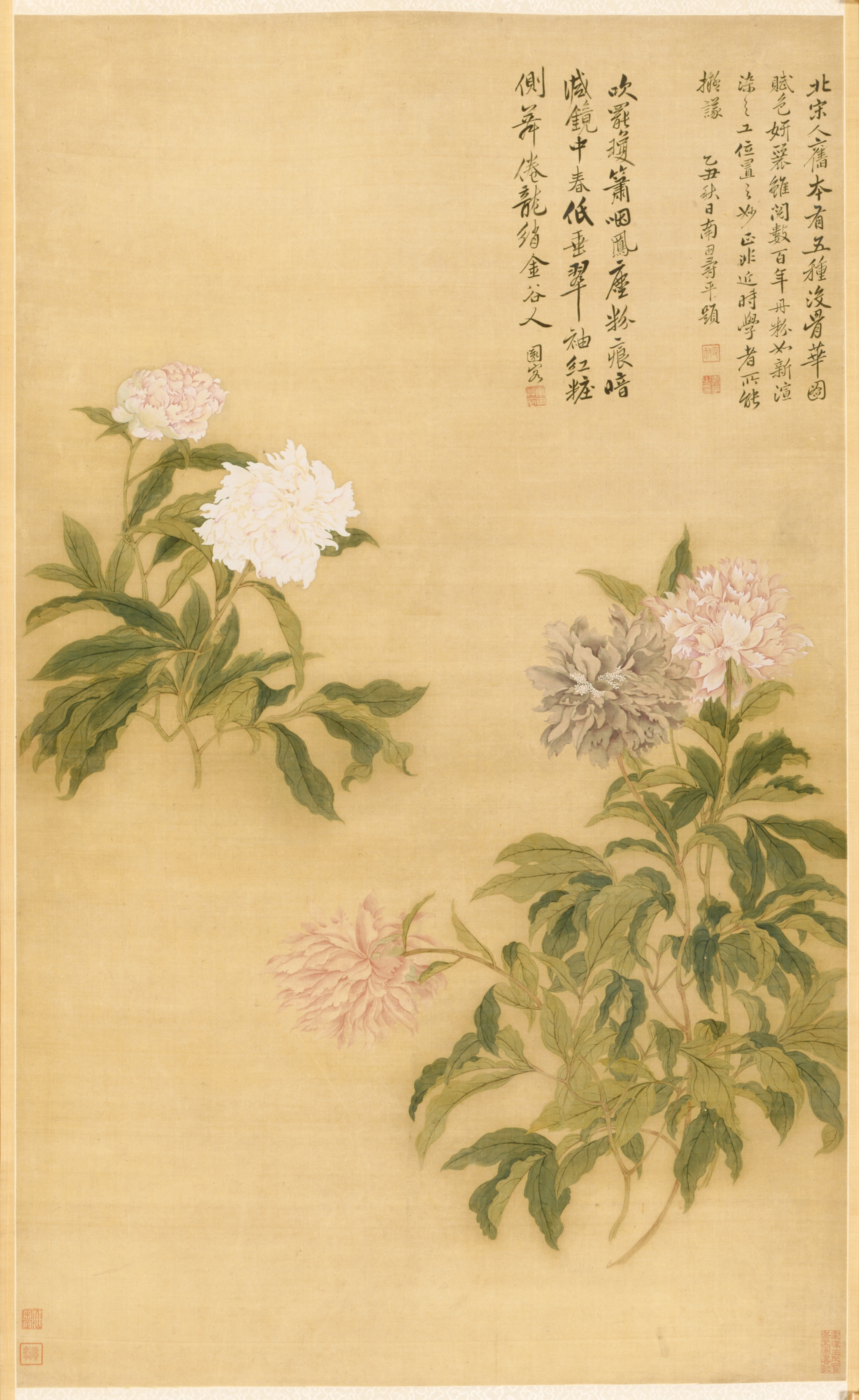 芍薬