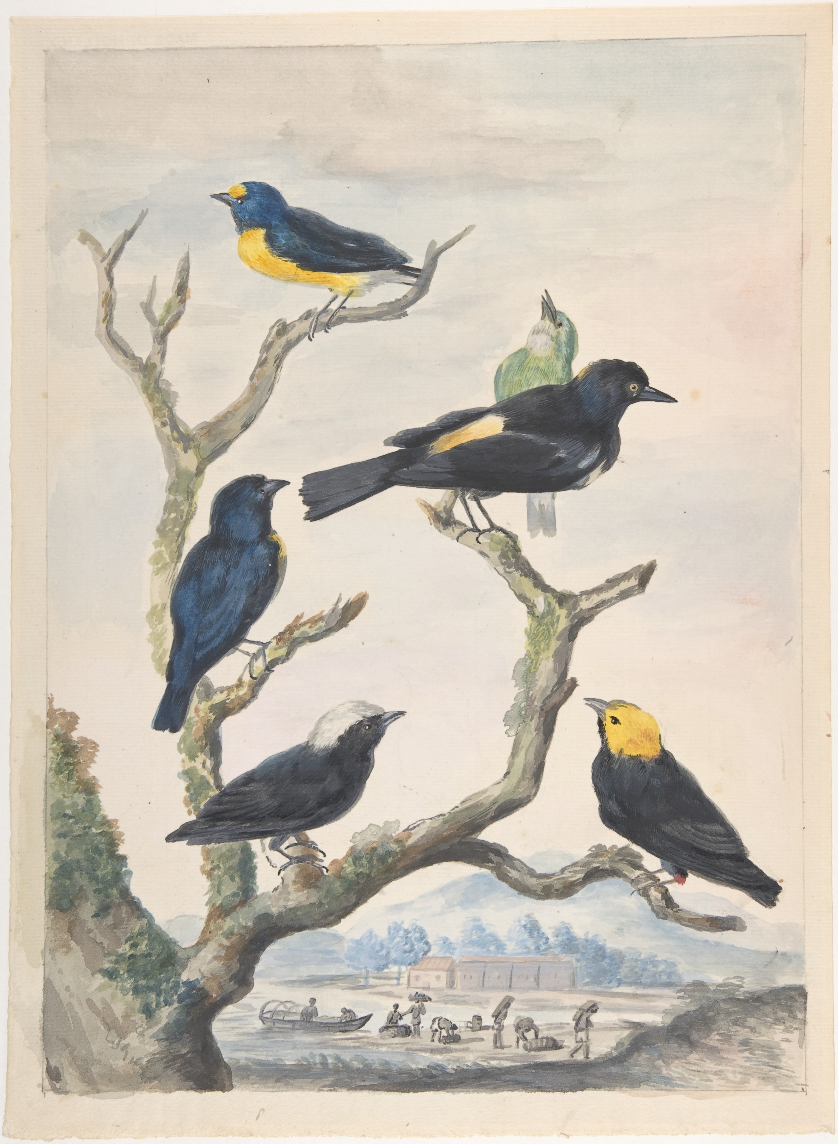6 つの南米の鳥