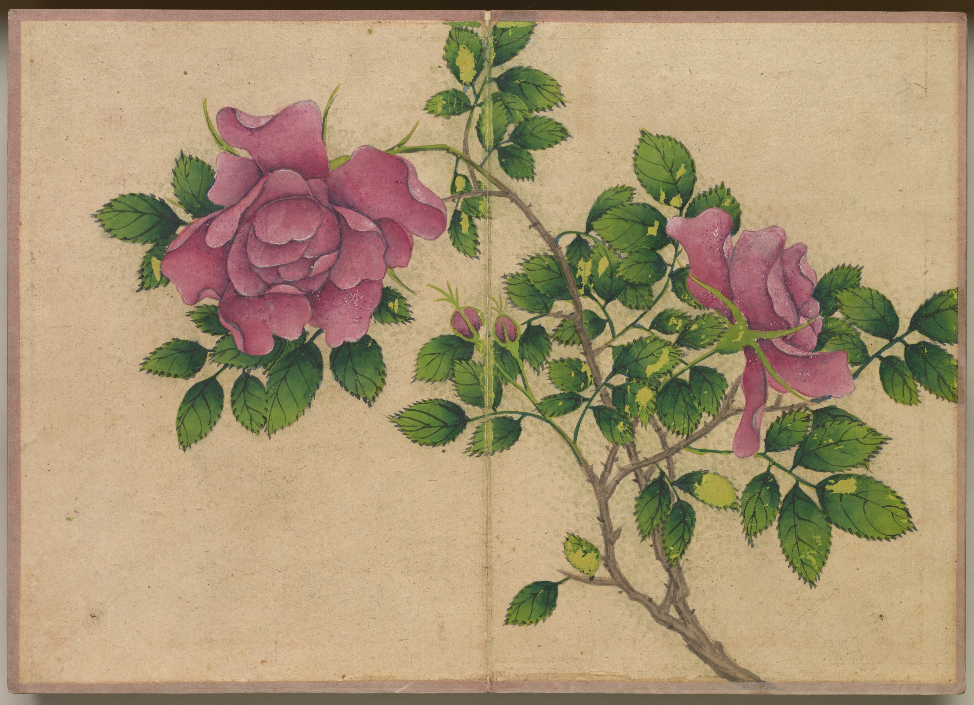 机上画帖：花鳥画（薔薇）
