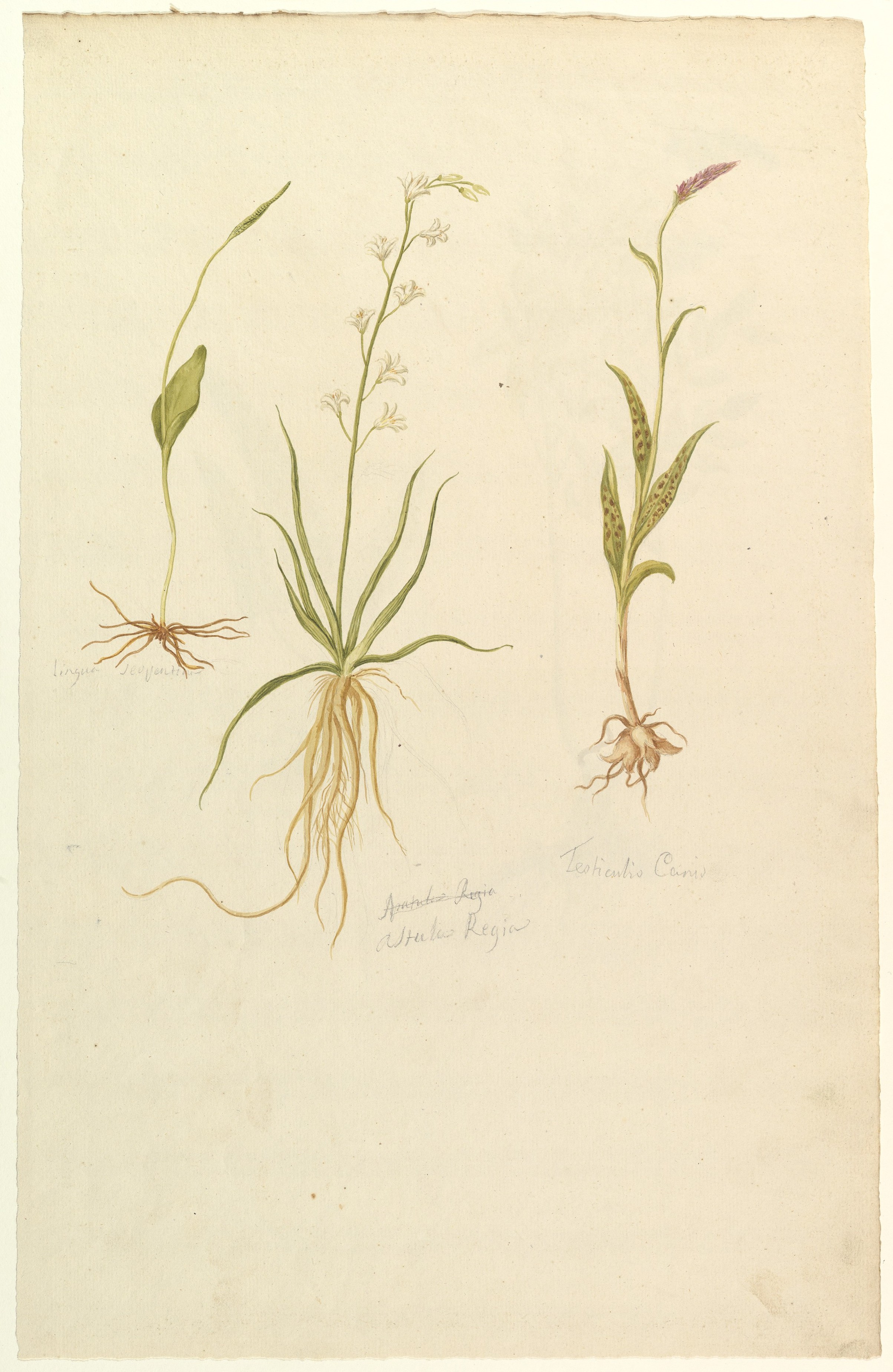 植物習作（表）；植物学（裏）